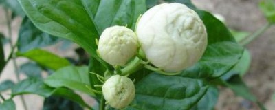 ​虎头茉莉花苞变黄枯萎