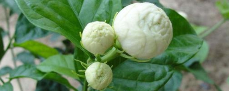 虎头茉莉花苞变黄枯萎(图1)