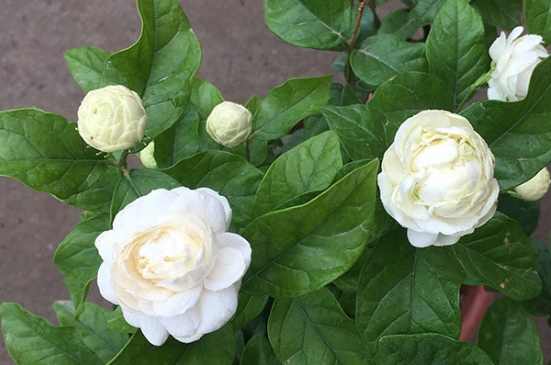 虎头茉莉花苞变黄枯萎(图4)