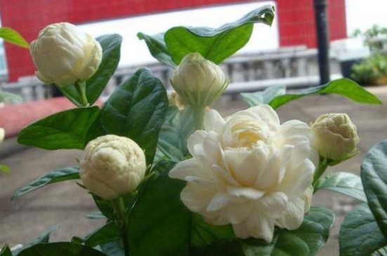 虎头茉莉花苞变黄枯萎(图2)