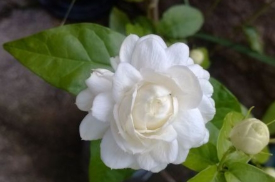 虎头茉莉花苞变黄枯萎(图3)