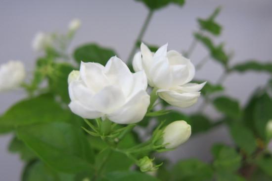 茉莉花怎么养才茂盛(图4)