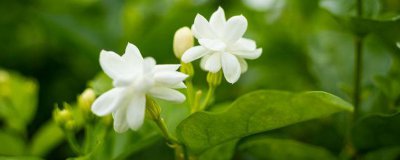 ​茉莉花怎么养才茂盛