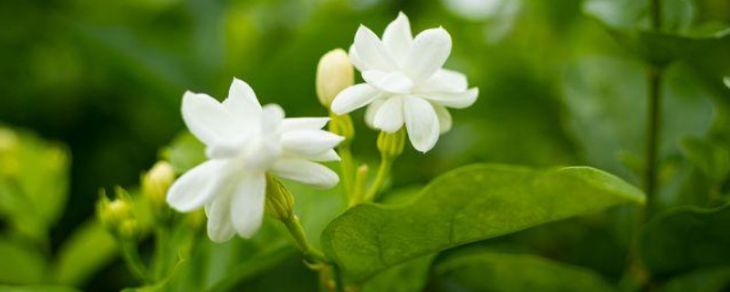 茉莉花怎么养才茂盛(图1)