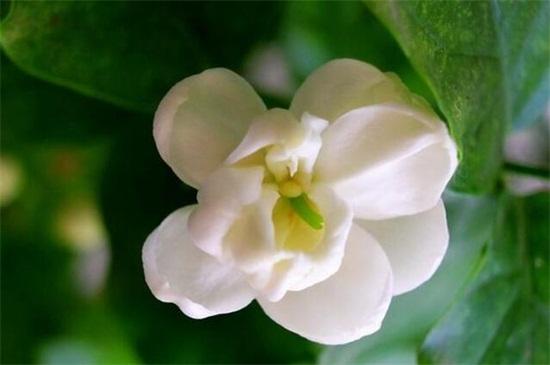 茉莉花怎么养才茂盛(图2)