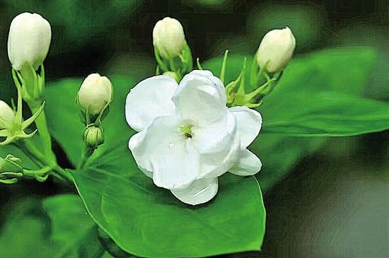 茉莉花怎么养才茂盛(图3)