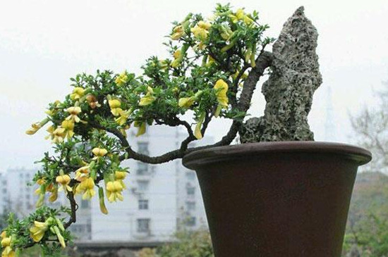 金雀儿盆栽的养殖方法(图2)