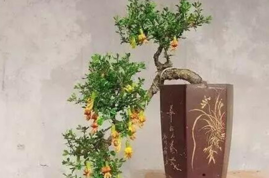 金雀儿盆栽的养殖方法(图3)