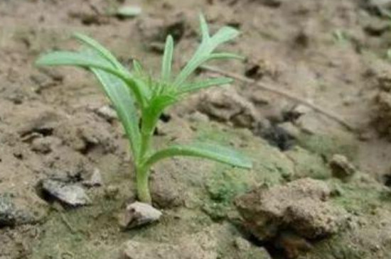 花种子的种植方法和注意事项(图4)