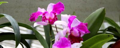 ​花种子的种植方法和注意事项