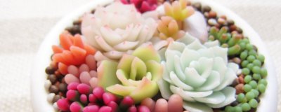 ​多肉叶插只长根不发芽是怎么回事