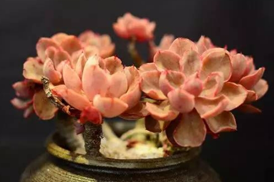 多肉叶插只长根不发芽是怎么回事(图3)
