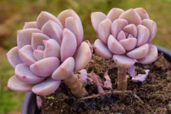 多肉叶插只长根不发芽是怎么回事(图2)