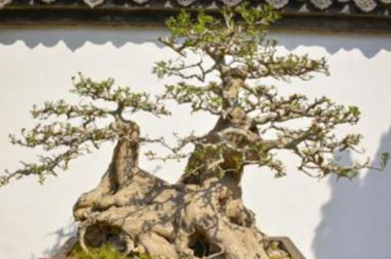 白蜡盆景的养殖方法和注意事项(图3)