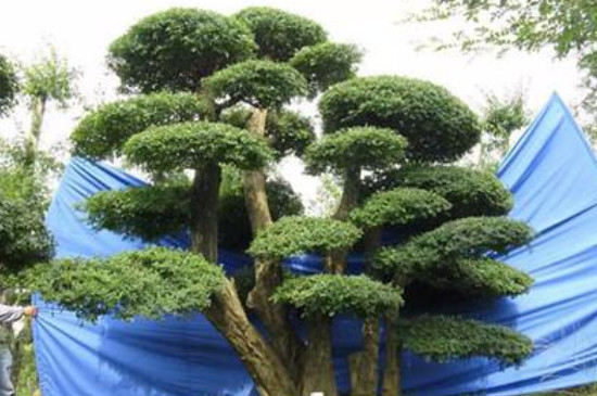 白蜡盆景的养殖方法和注意事项(图2)