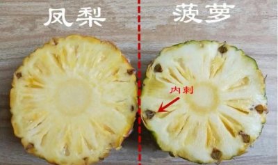 ​菠萝和凤梨是同一种水果吗
