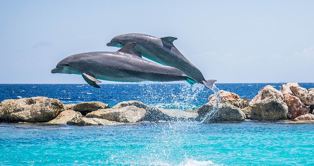 dolphins-906175__340.jpg