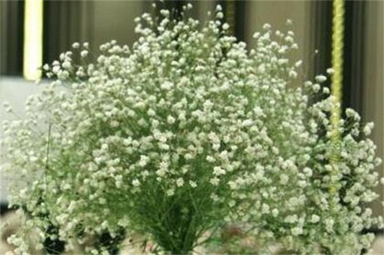 满天星用什么水浇好,淘米水可使满天星生长茂盛(图)(图1)