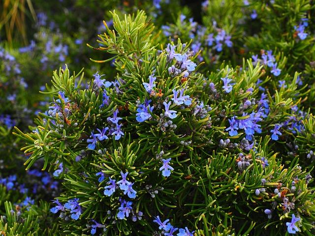 cb42f79b349f4176d97a21bc95d53990_rosemary-1090419_640.jpg