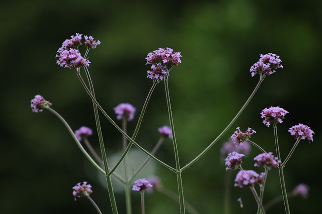 7d9cec6395e26270ef8a9c7b0f49f68f_vervain-7292657_640.jpg