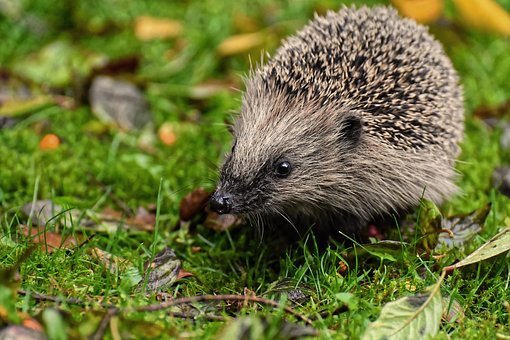 hedgehog-4397351__340.jpg