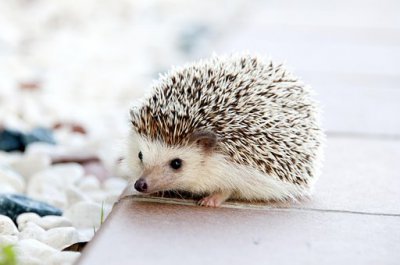 ​刺猬吃什么