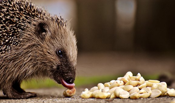 hedgehog-child-3070200__340.jpg