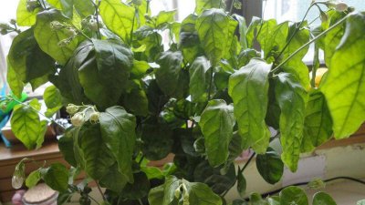 ​刚买的茉莉花叶片低垂耷拉怎么回事