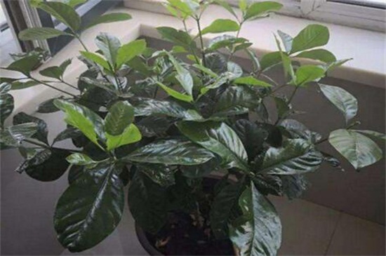 刚买的茉莉花叶片低垂耷拉怎么回事(图3)
