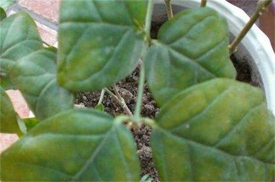 刚买的茉莉花叶片低垂耷拉怎么回事(图2)