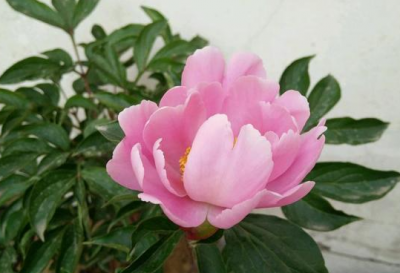 ​芍药喜阴还是喜阳 养护芍药应注意什么