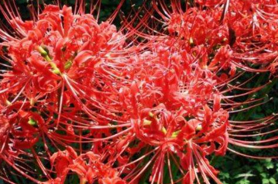 彼岸花的功效与作用(图)(图3)