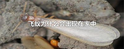 ​飞蚁怎么出现在家里呢（家里出现飞蚁怎么消灭）