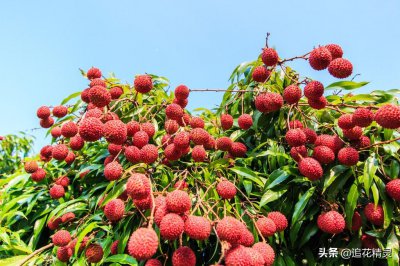 ​荔枝什么时候成熟季节（荔枝在什么季节成熟）