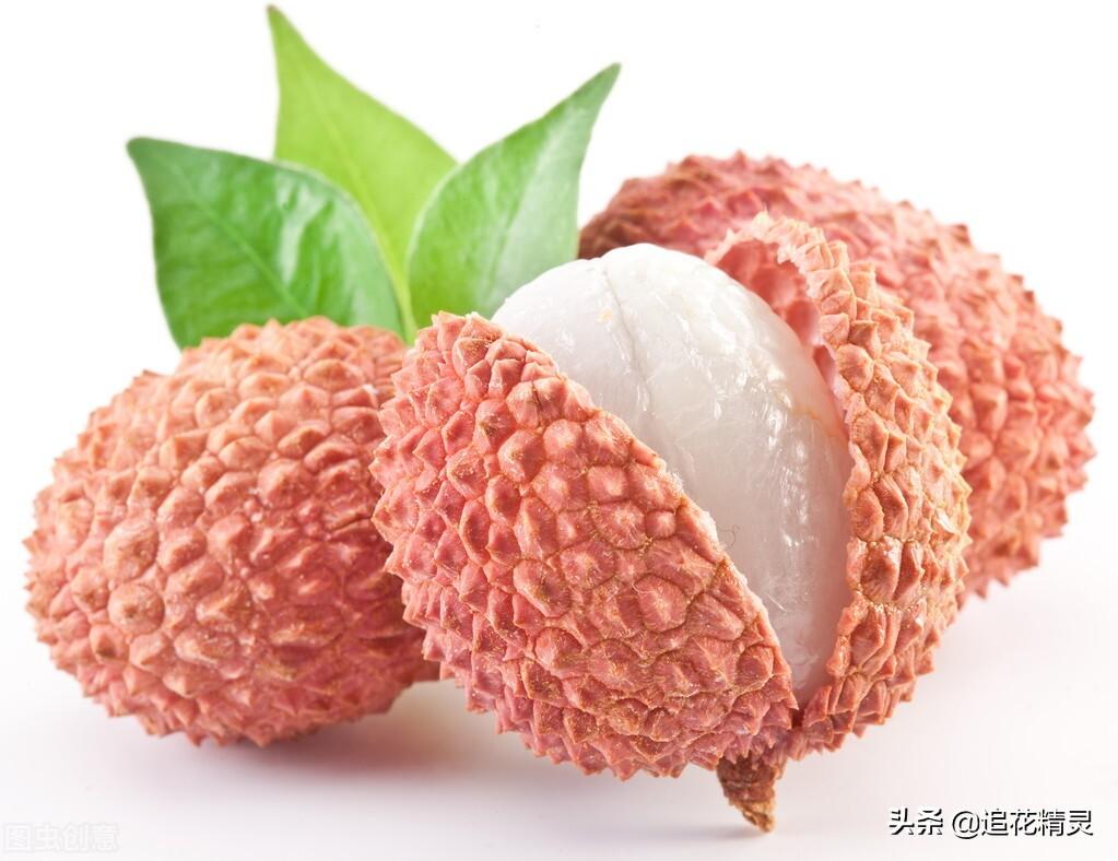 荔枝什么时候成熟季节,荔枝在什么季节成熟