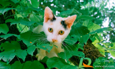 ​喵喵养猫赚钱骗局
