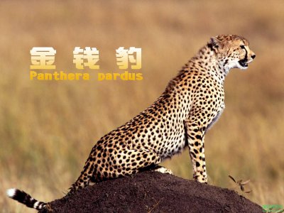 ​金钱豹是几级保护动物（中国金钱豹有多少只）