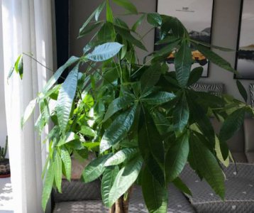 ​室内适合养什么植物盆栽（寓意好的6种室内植物）