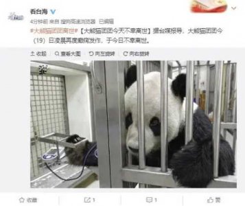 ​大陆赠台大熊猫团团不幸离世（再见了团团）