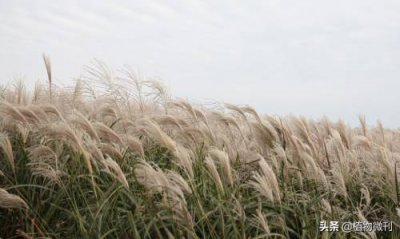 ​蒹葭是什么植物（“蒹葭苍苍”里的“蒹葭”是什么植物?）