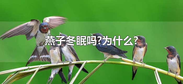 燕子冬眠吗?为什么? 燕子冬眠吗?为什么?