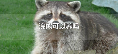 ​浣熊可以养吗（浣熊是可以养的吗）
