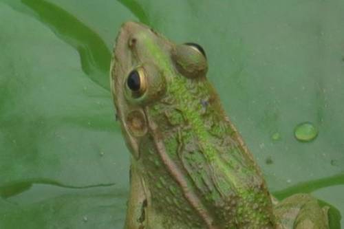 野生青蛙 野生青蛙