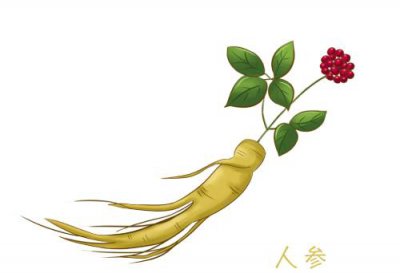 ​绛珠草是什么植物（绛珠草是指人参吗？）