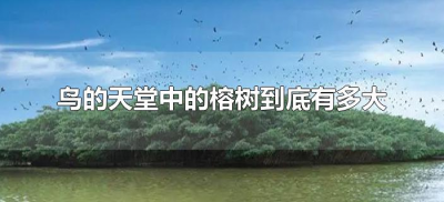 ​鸟的天堂中的榕树到底有多大（小鸟的天堂榕树相当于多大）