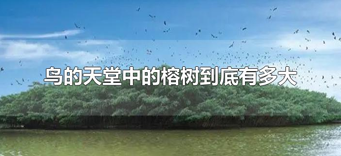 鸟的天堂中的榕树到底有多大 鸟的天堂中的榕树到底有多大
