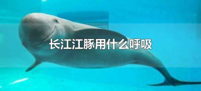 ​长江江豚用什么呼吸（长江江豚用肺呼吸还是用鳃呼吸）