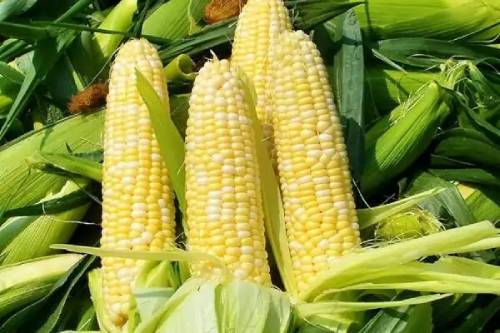 玉米 玉米