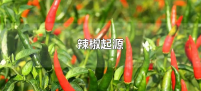 ​辣椒起源于什么时候（辣椒起源于哪个朝代）