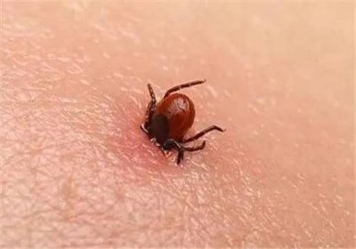 ​蜱虫怎么消灭干净（怎么彻底清除蜱虫）